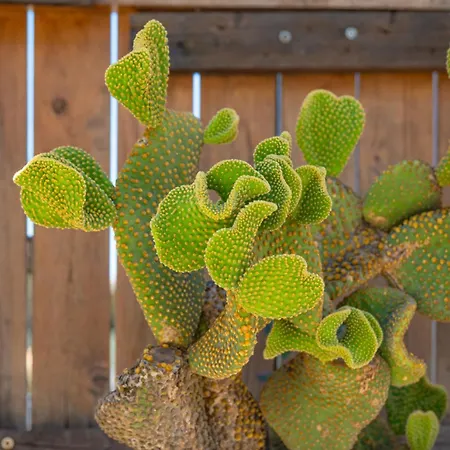 Takis House Apartment