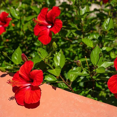 Takis House Lägenhet Katávolos